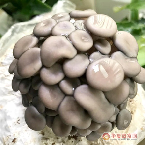 蘑菇种植加盟